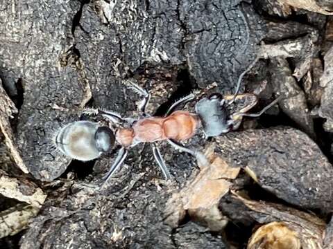 Image of Myrmecia swalei Crawley 1922