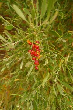 Image of Chenopodium preissii subsp. preissii