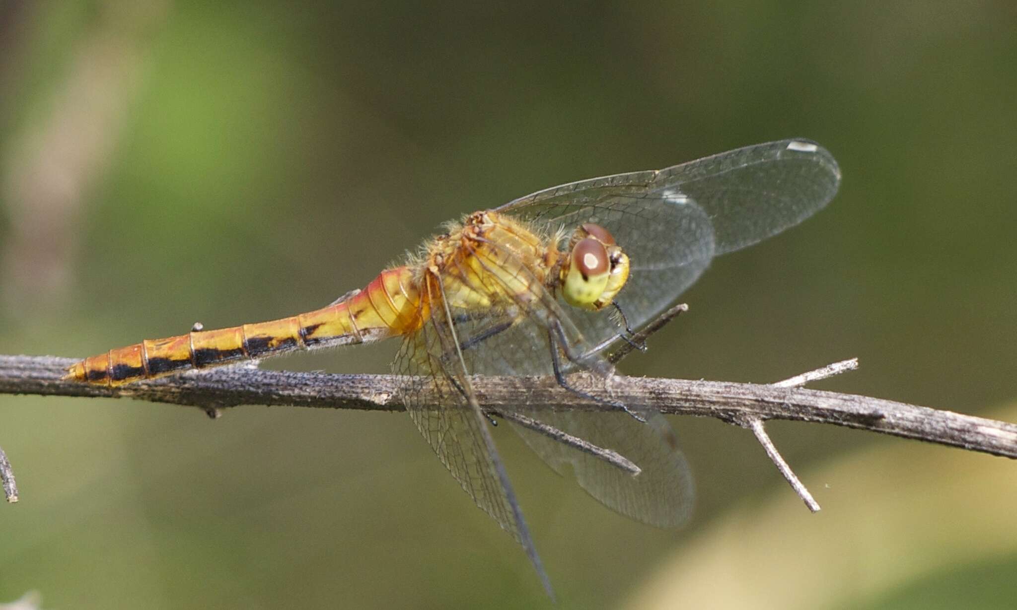 Image of Ruby Meadowhawk