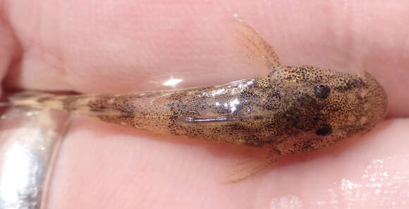 Image of Okavango rock catlet