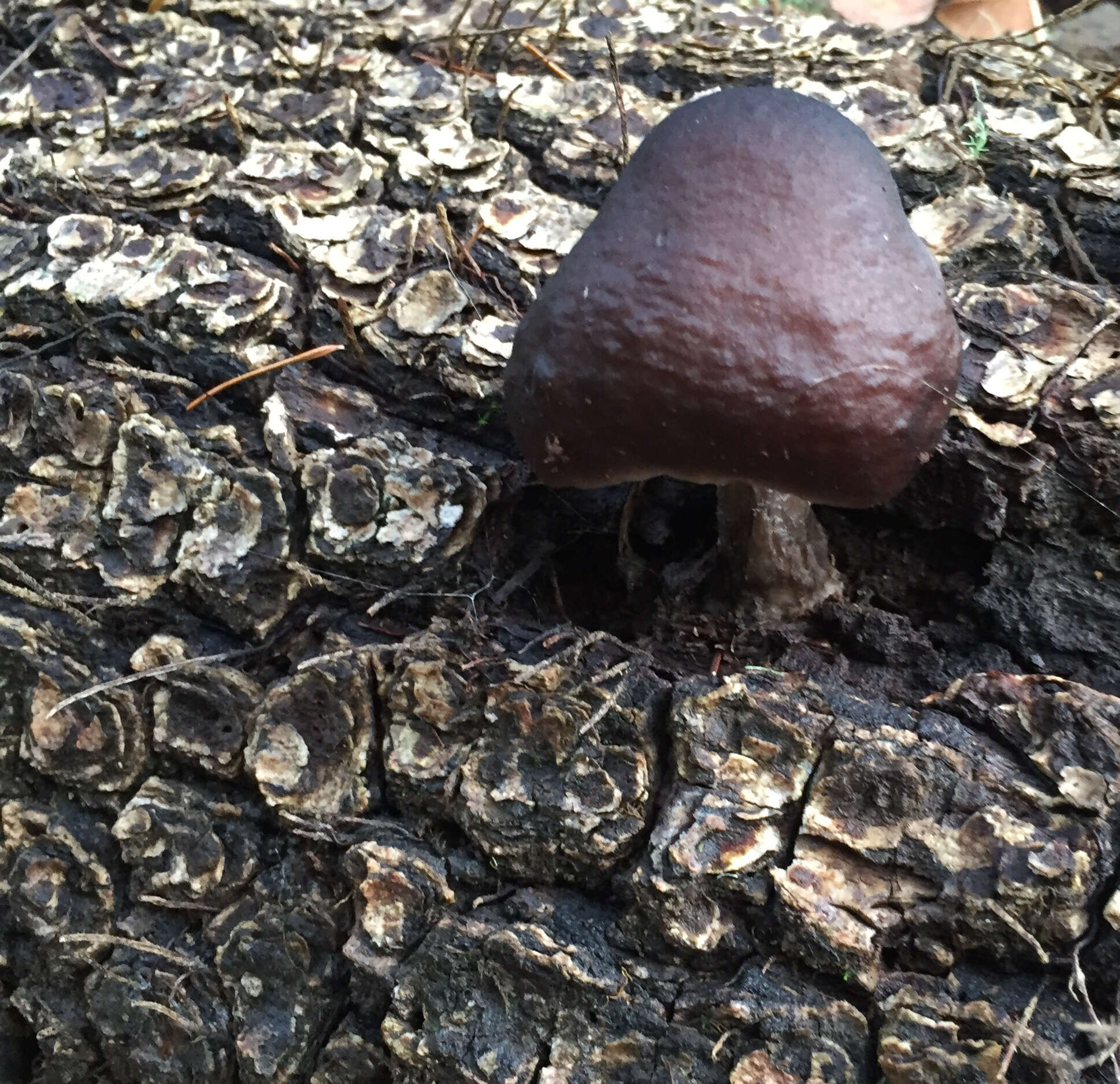 Image of Pluteus cervinus (Schaeff.) P. Kumm.