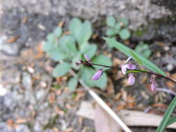 Image of Polygala hongkongensis var. stenophylla (Hayata) Migo