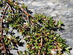 Image of Blunt-leaved Willow