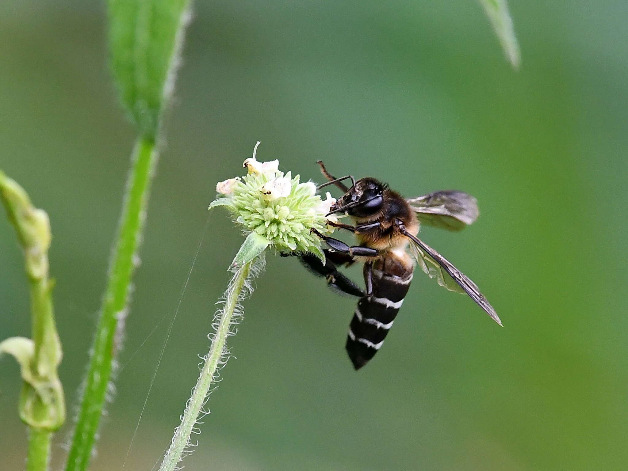 Image de Apis dorsata breviligula (Maa 1953)