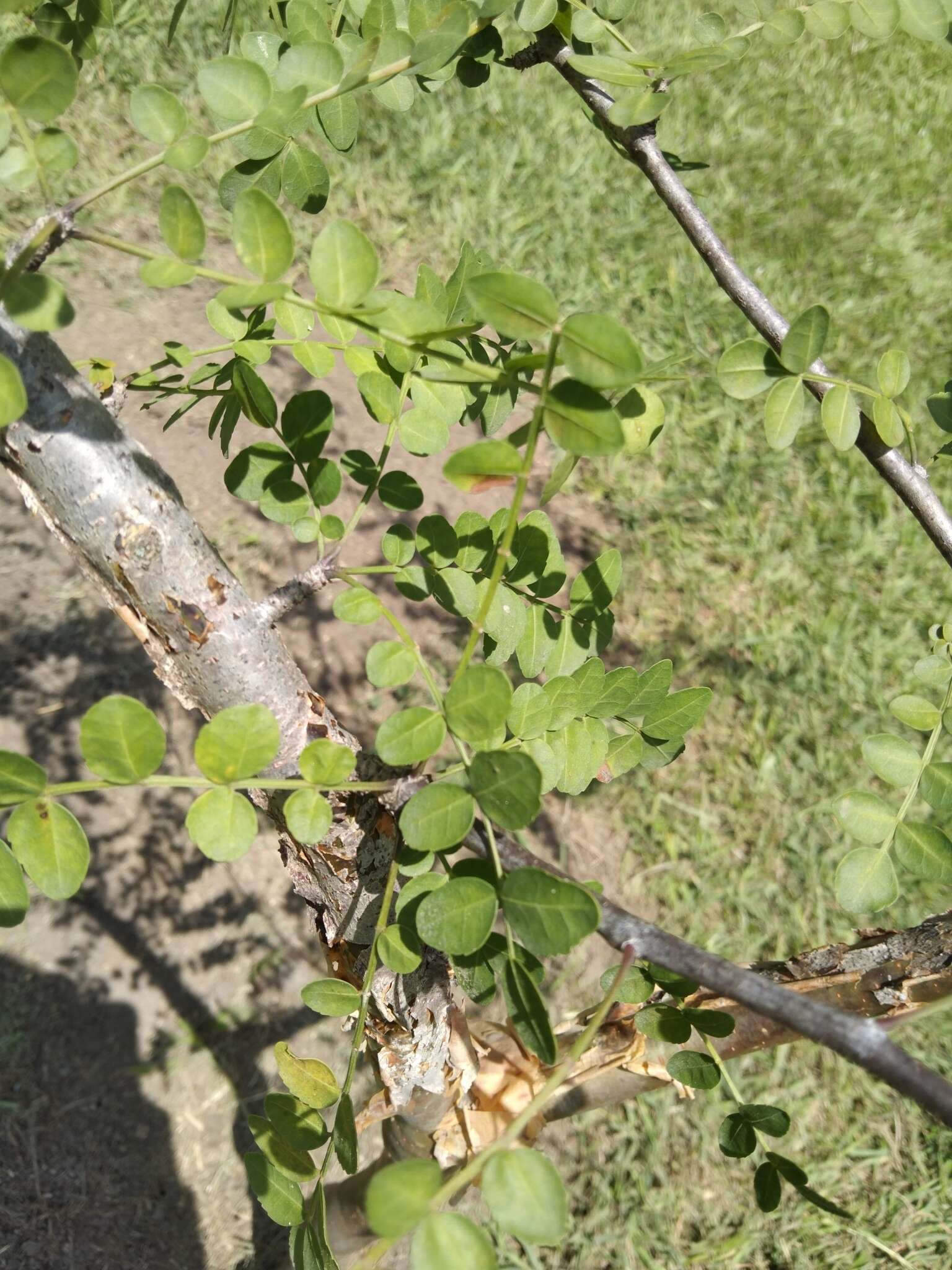 Plancia ëd Bursera aptera Ramirez