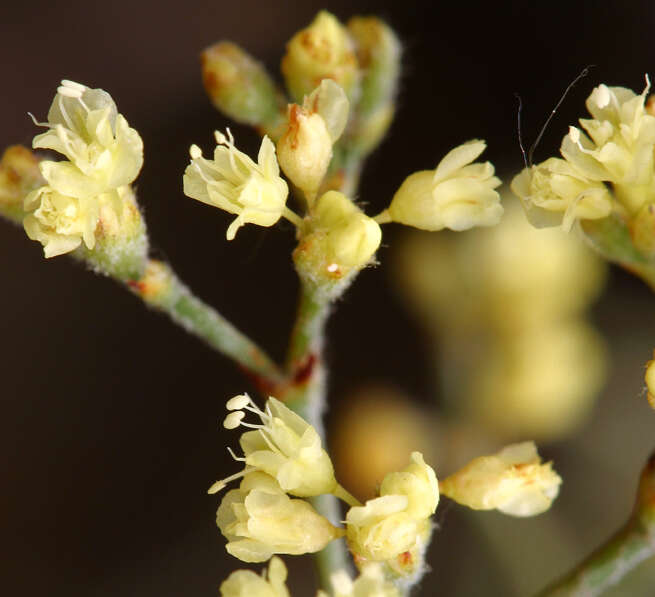 Imagem de Eriogonum microtheca var. ambiguum (M. E. Jones) Reveal