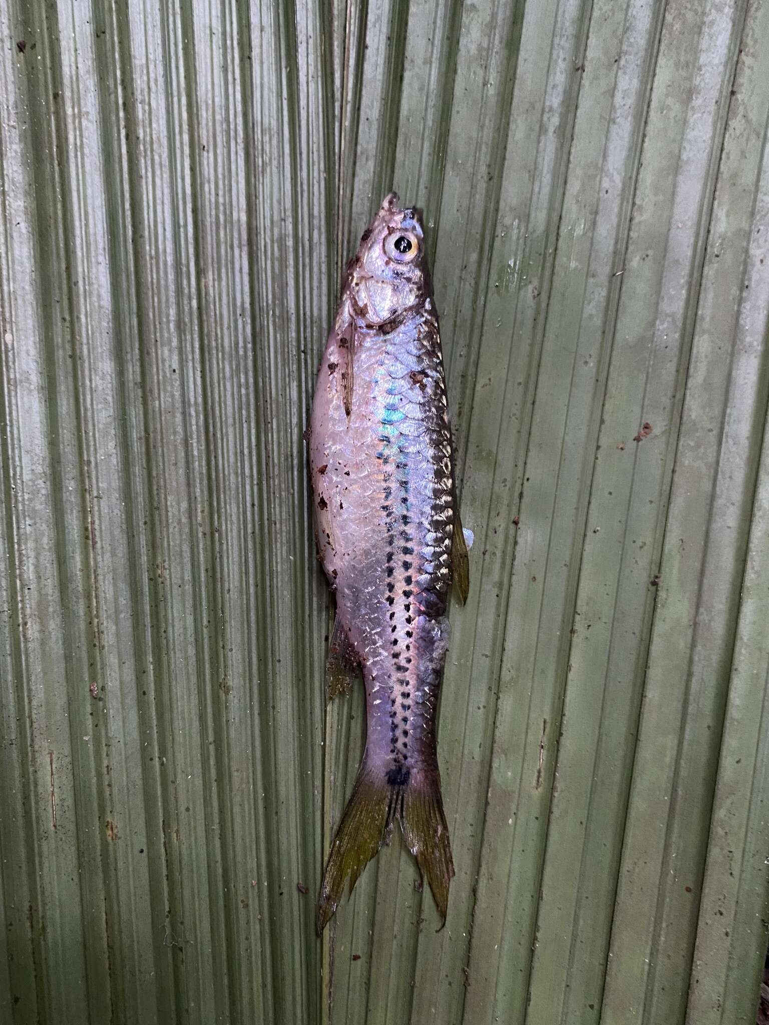 Слика од Rasbora cephalotaenia (Bleeker 1852)