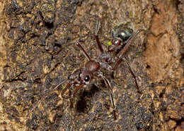 Image of Myrmecia comata Clark 1951