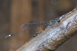 Image of Mortonagrion arthuri Fraser 1942