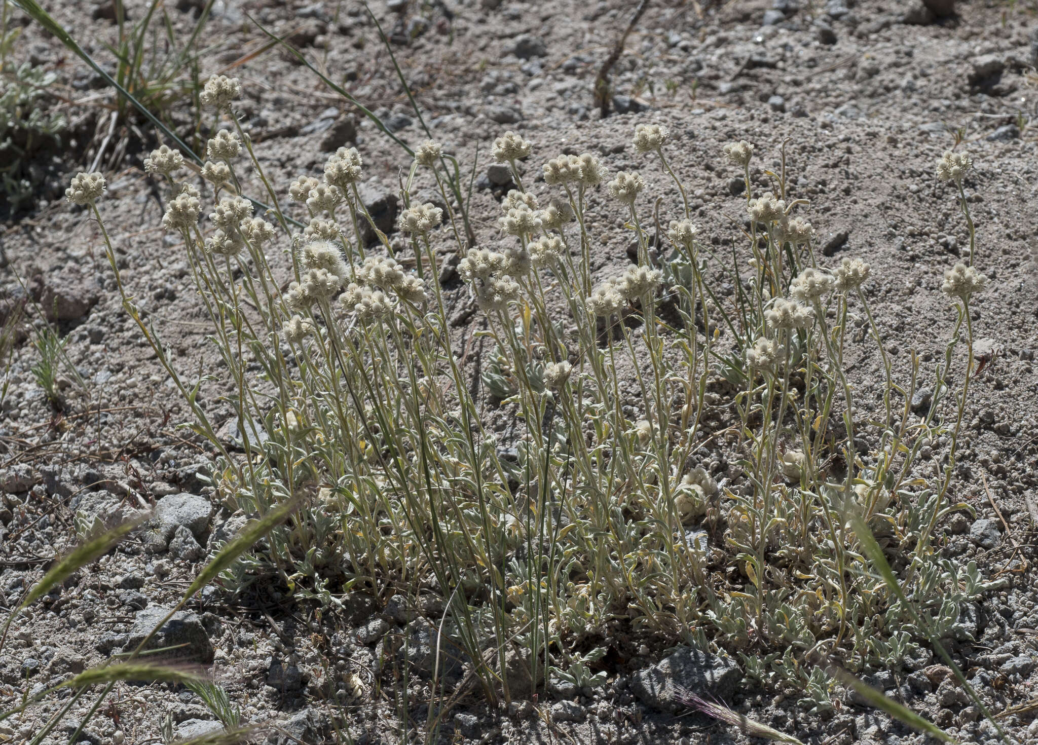 Imagem de Antennaria rosea subsp. confinis (Greene) R. J. Bayer