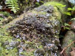 Image of blue skin lichen