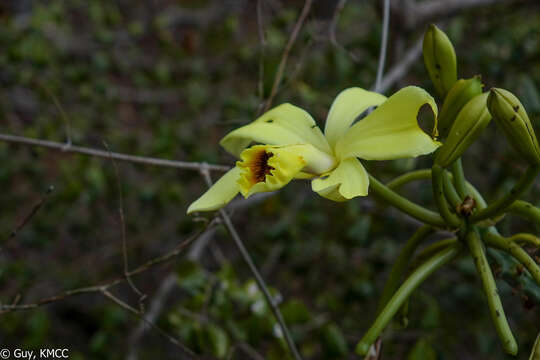 Image of Vanilla humblotii Rchb. fil.