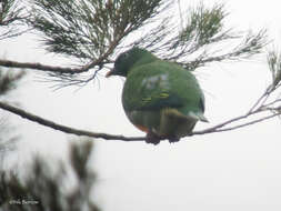 Image of Orange-bellied Fruit Dove