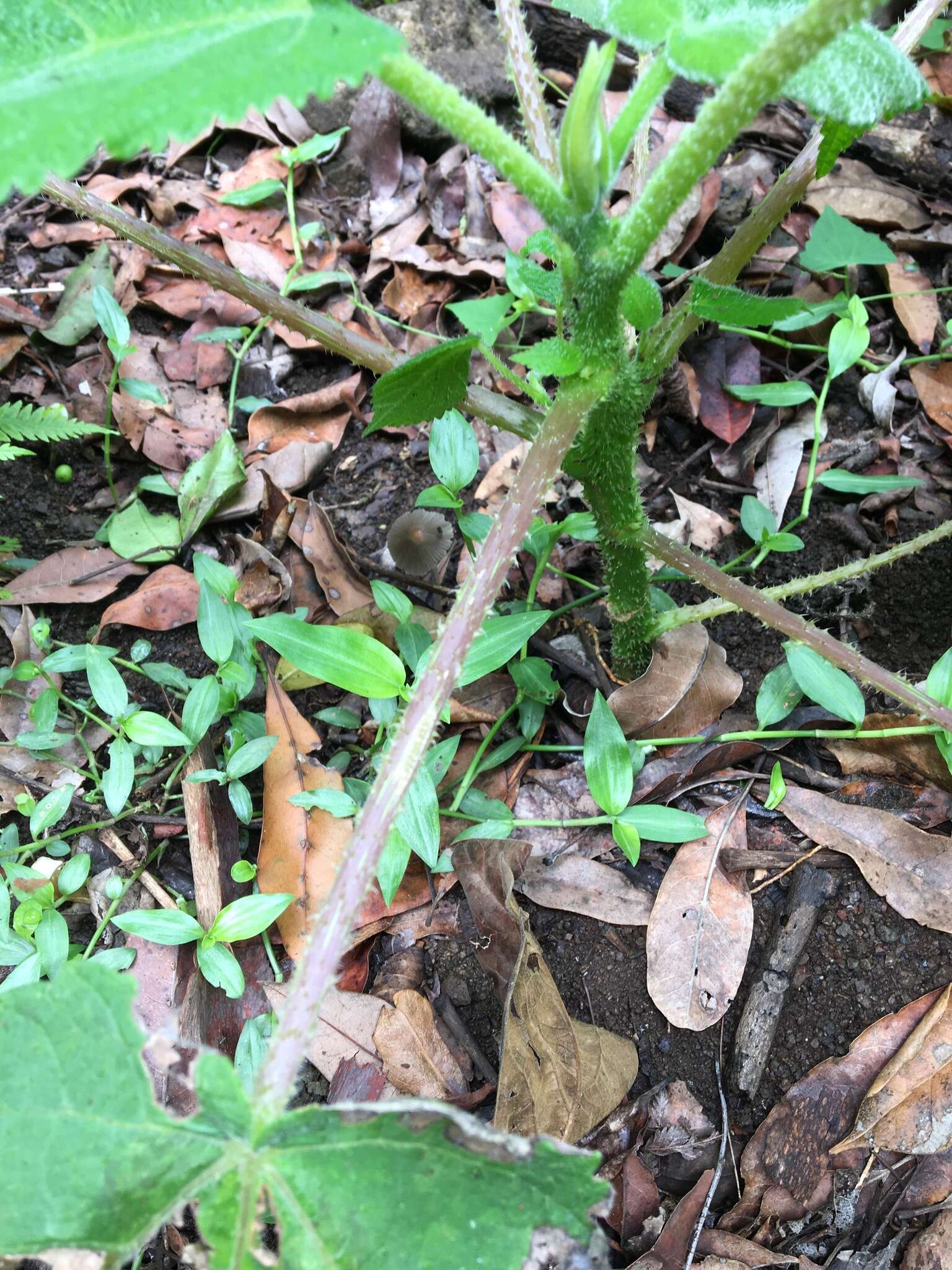 Image of Dendrocnide excelsa (Wedd.) Chew