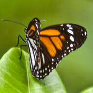 Sivun Danaus (Anosia) melanippus subsp. hegesippus Cramer 1777 kuva