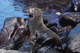 Image de Arctocéphale des Galapagos