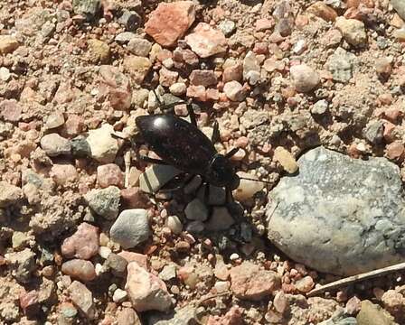 Imagem de Eleodes (Xysta) longicollis Le Conte 1851