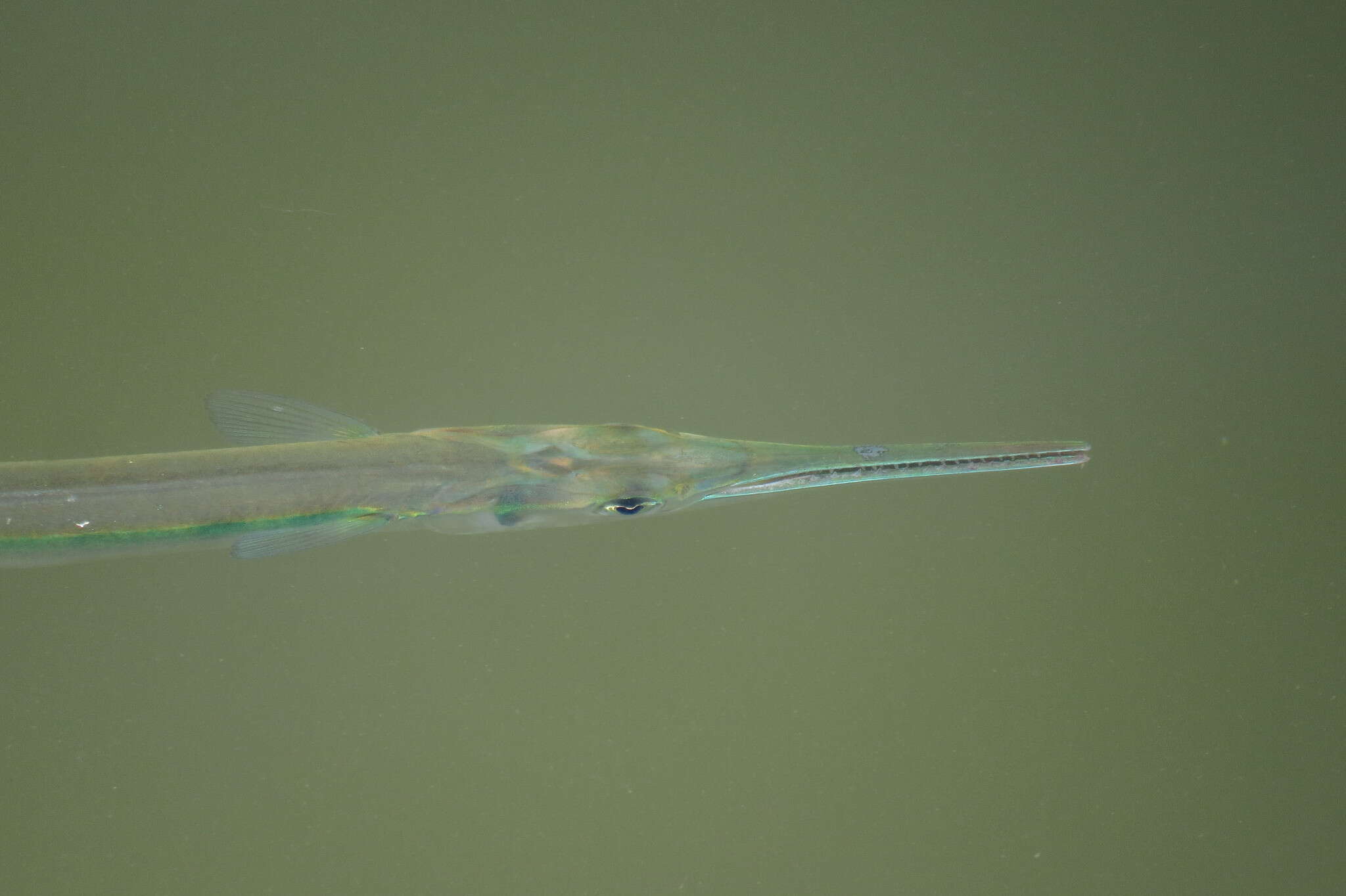 Image of Hound Needlefish