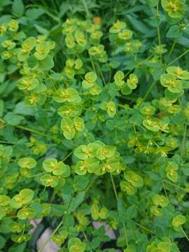 Image of broadleaf spurge