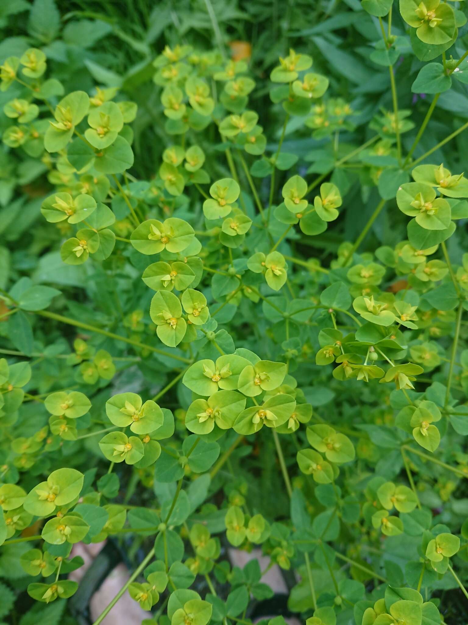 Euphorbia platyphyllos L.的圖片