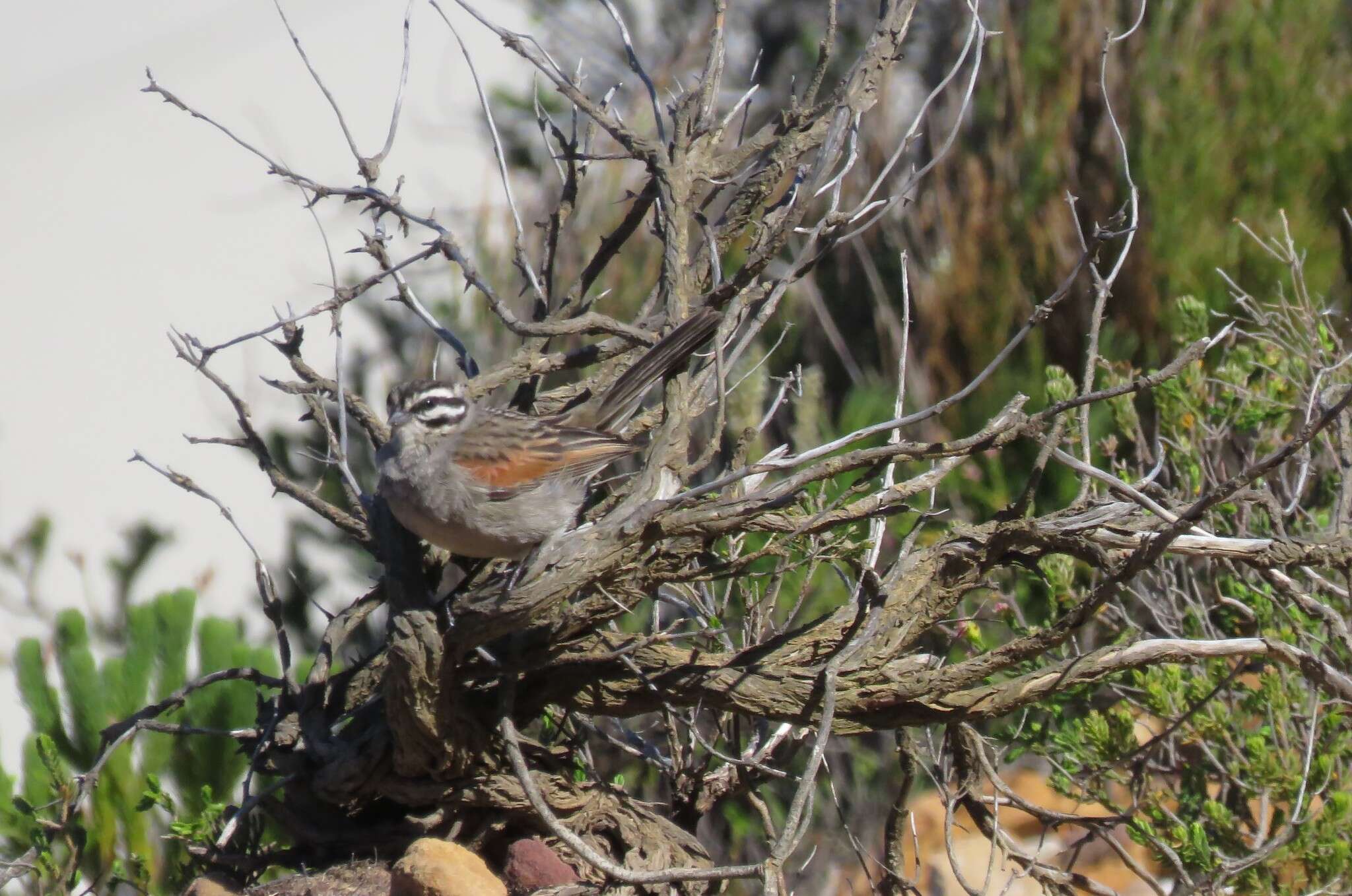 Image of Cape Bunting