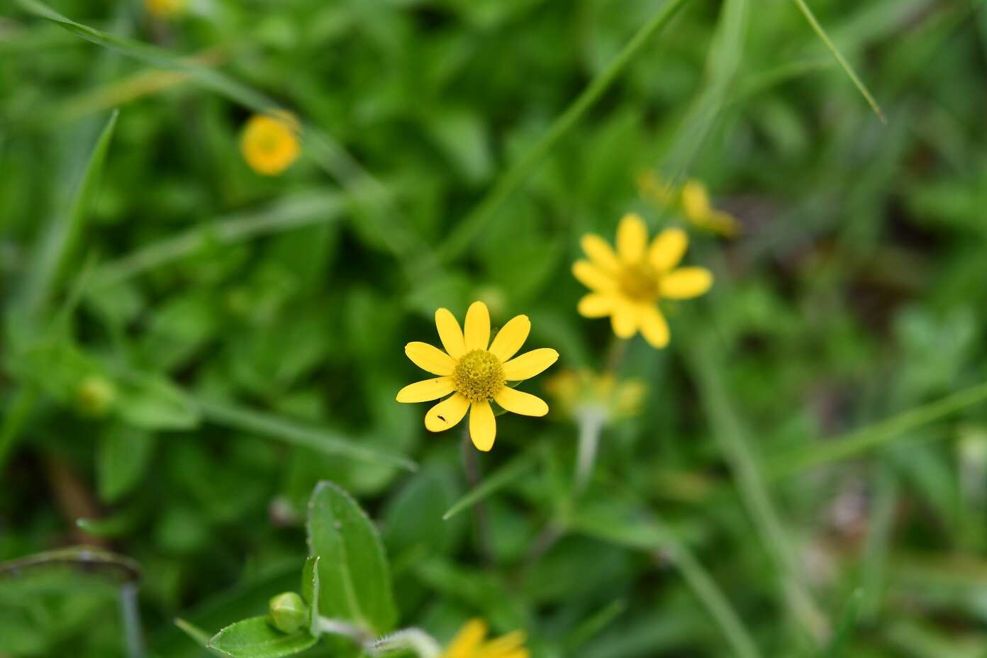 Image of Melampodium montanum Benth.