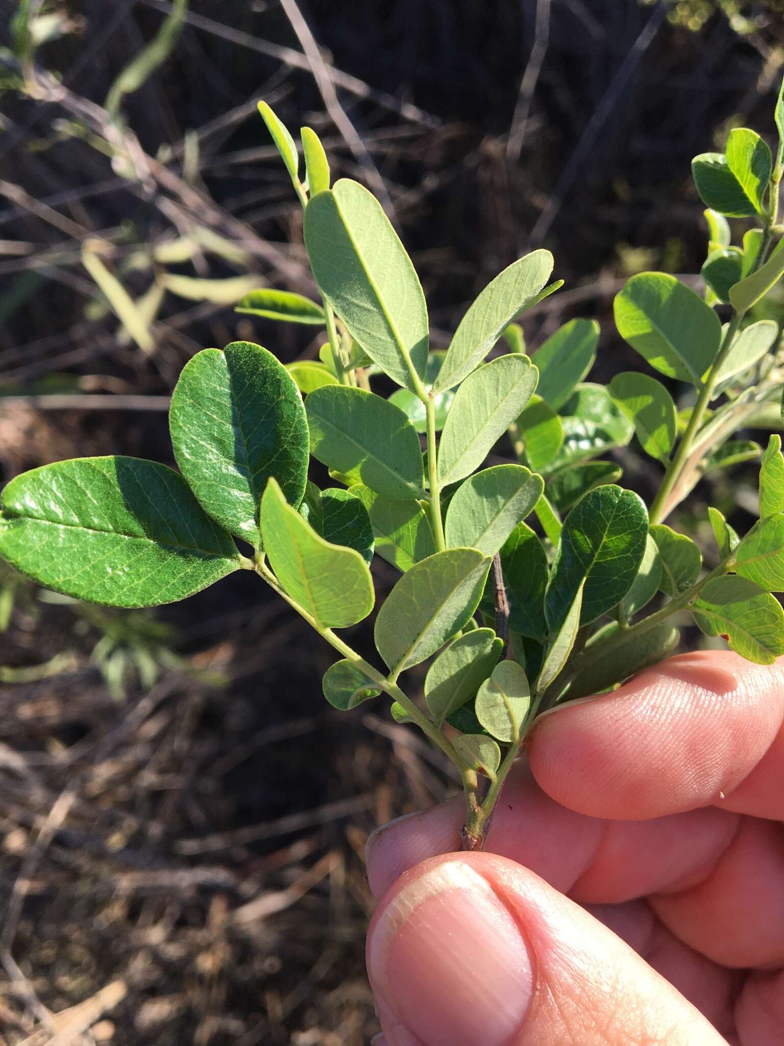 Image of Cassia tomentella (Benth.) Domin