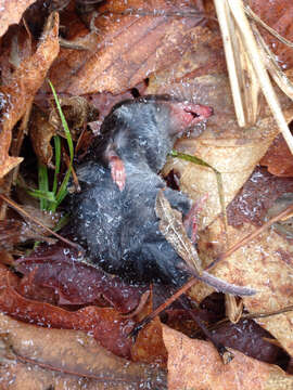 Image of American short-tailed shrew