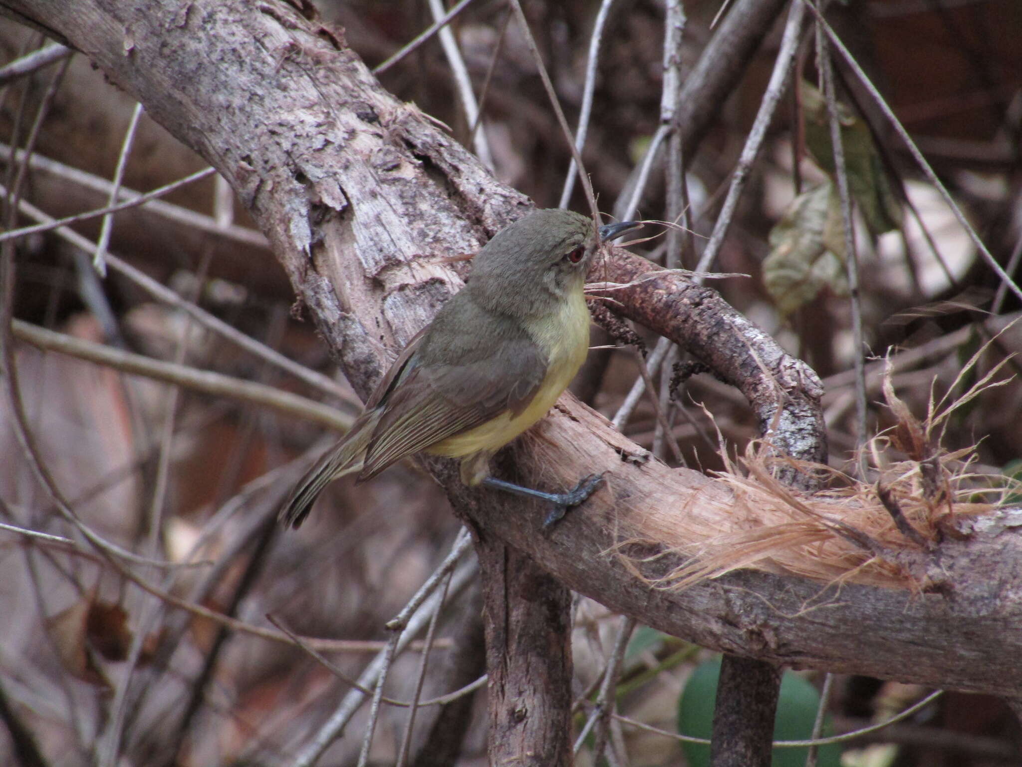 Image of Fairy Gerygone