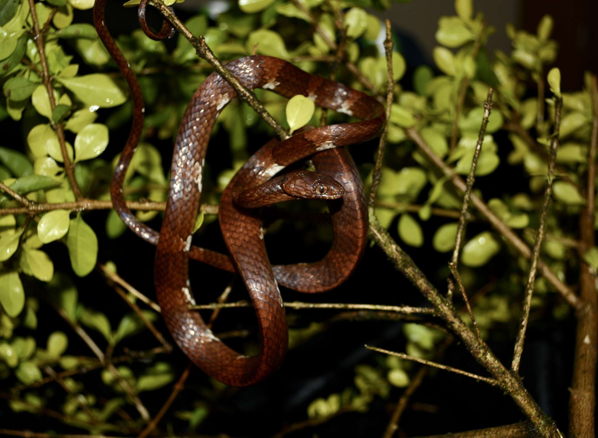 Plancia ëd Dipsas vermiculata Peters 1960