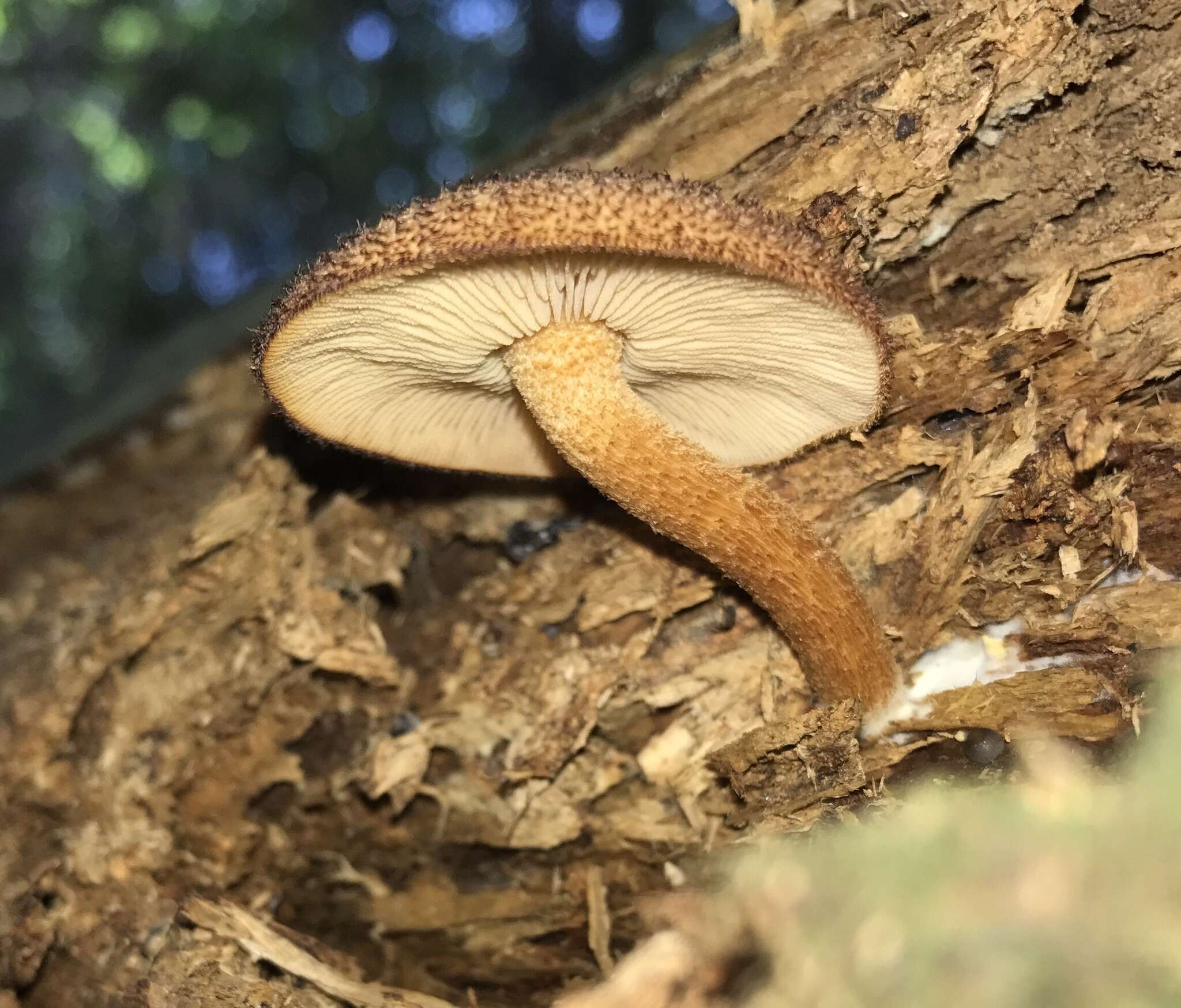 Plancia ëd Tricholomopsis formosa (Murrill) Singer 1951