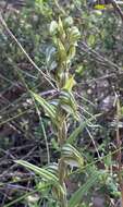 Image of Banded greenhood