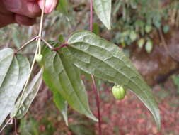 Image of Clematis henryi Oliv.