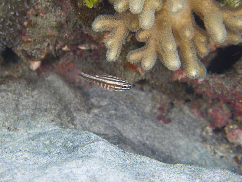 Image of Moluccan cardinalfish