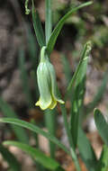 Слика од Fritillaria alfredae subsp. platyptera (Sam. ex Rech. fil.) Rix