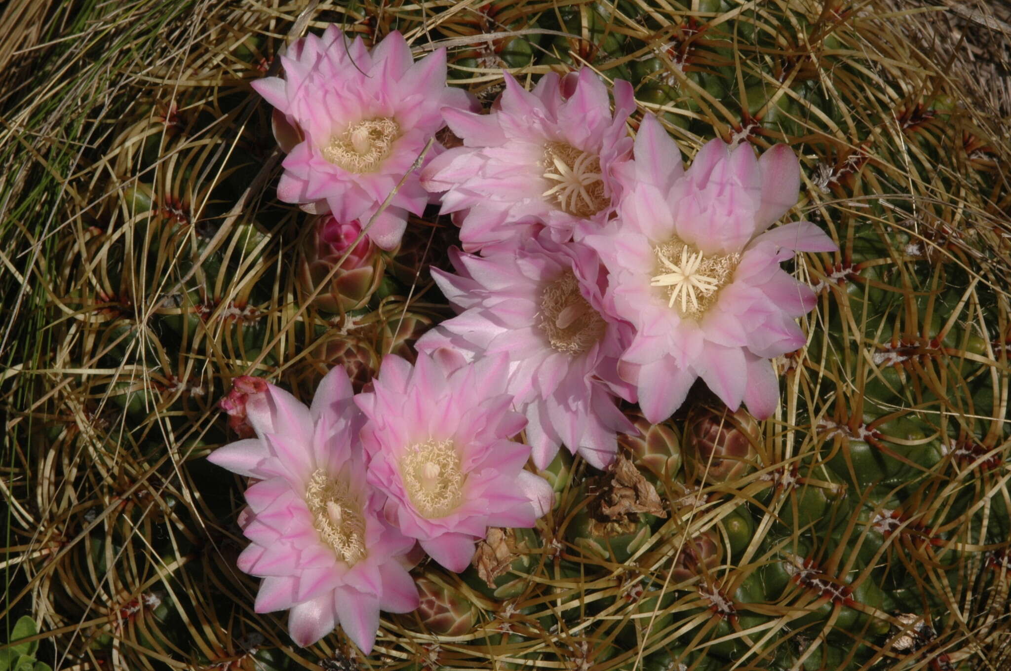 Image of Gymnocalycium monvillei subsp. monvillei