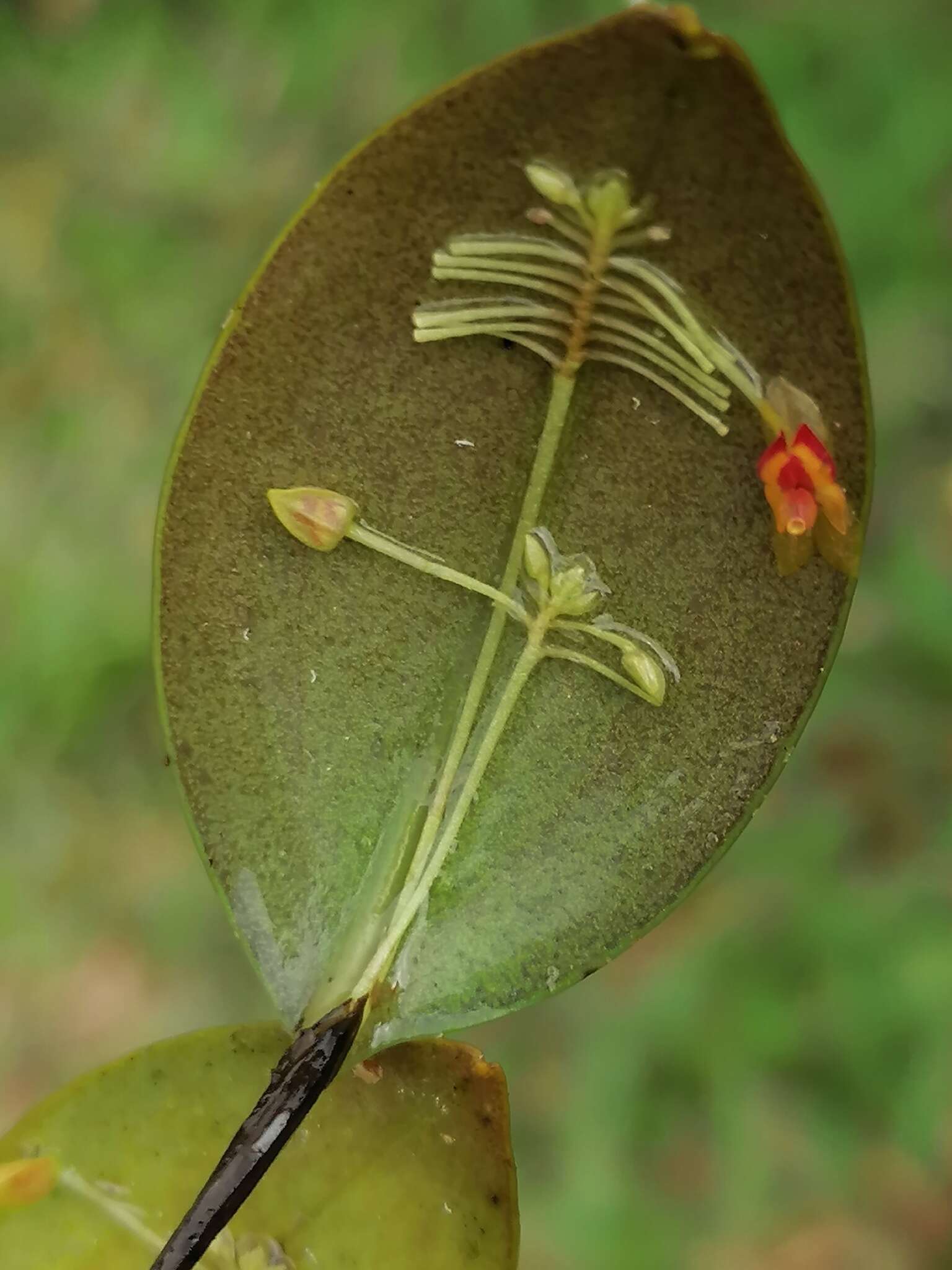 Image of Lepanthes pecunialis Luer & Hirtz