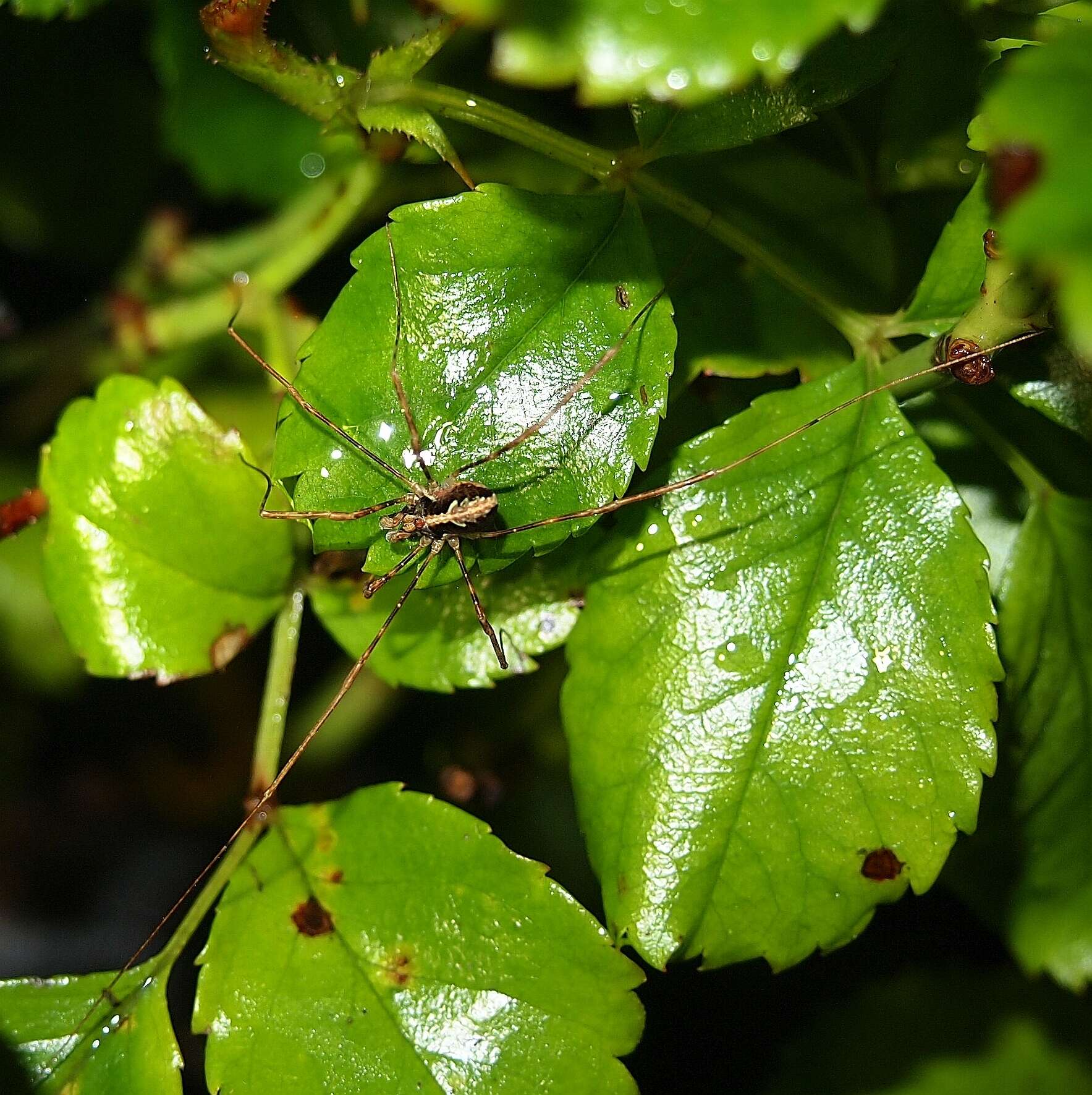 Image of <i>Pantopsalis phocator</i>