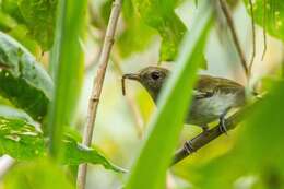 Image of Green-backed Whistler