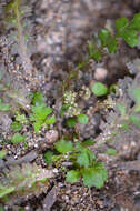 Sivun Lepidium tenuicaule Kirk kuva