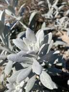 Image of Senecio crassiflorus (Poir.) DC.