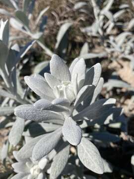 Image de Senecio crassiflorus (Poir.) DC.