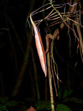 Image of Aristolochia wankeana