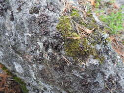 Image of manyroot navel lichen