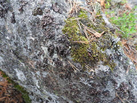 Image of manyroot navel lichen