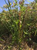 Image of Cyperus alternifolius L.