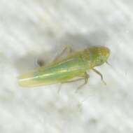 Image of Leafhopper