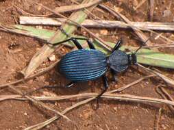 Image of Tefflus carinatus violaceus Klug 1853