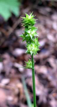 Image of Thin-Leaf Sedge