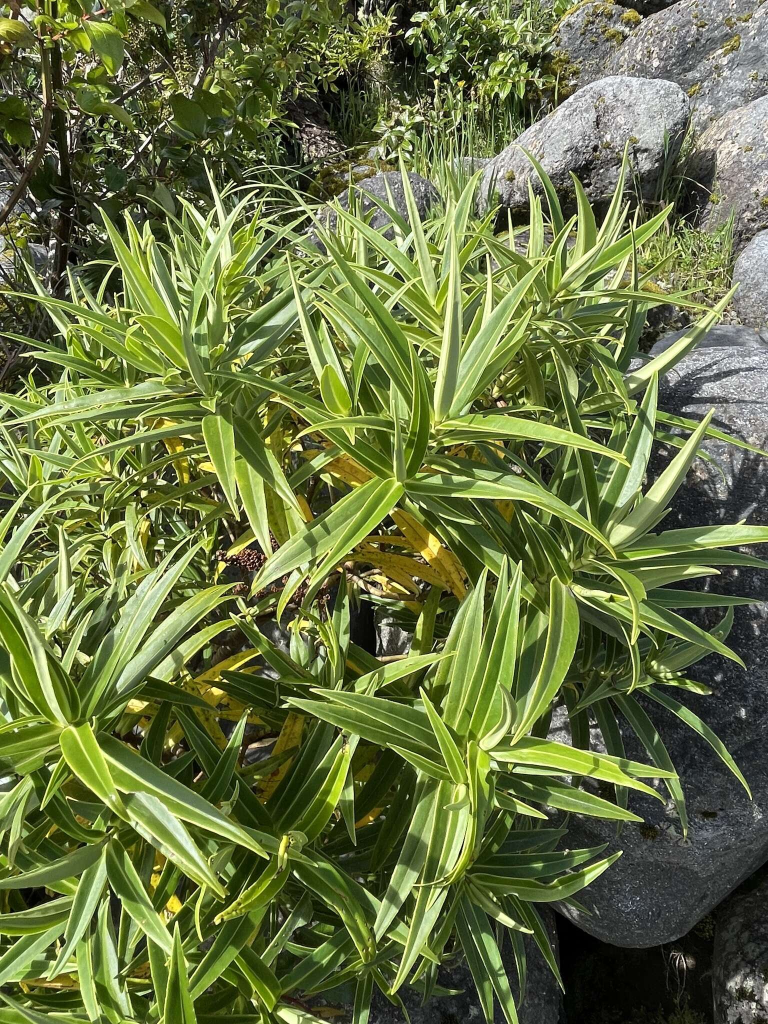 Image of Veronica stricta var. egmontiana (L. B. Moore) Garn.-Jones